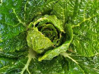 이경은님의 배추 · 병해충상담 작성글 사진