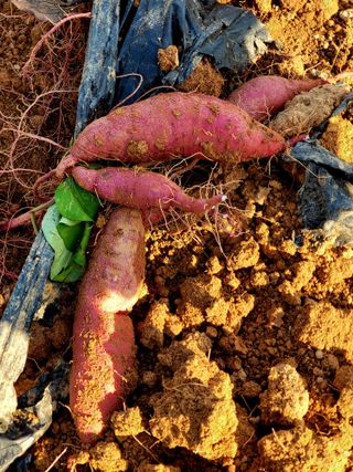 김서린님의 [팜춘문예] 짧은 시 쓰기 · 참여글 작성글 사진