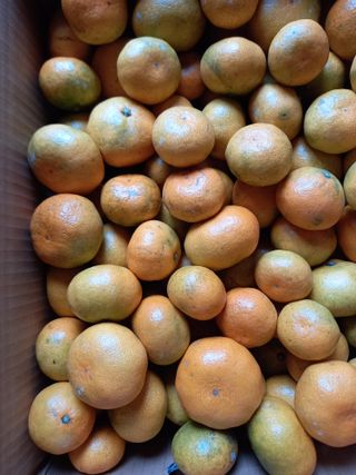 부금리(금강농원)님의 작성글 사진