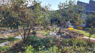 서천어리모산농장님의 감 · 병해충상담 작성글 사진