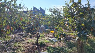 서천어리모산농장님의 감 · 병해충상담 작성글 사진