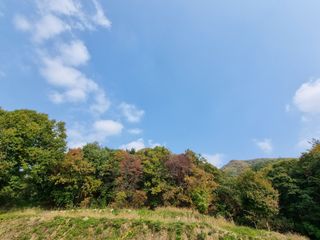 손병만님의 들깨 · 자유게시판 작성글 사진