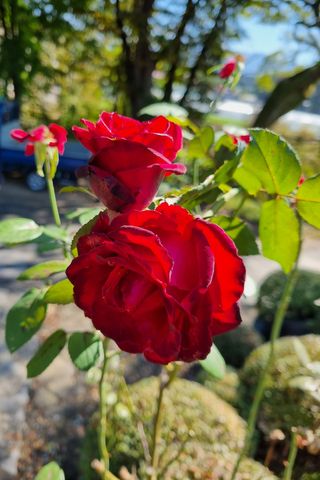 손병만님의 자유주제 · 자유게시판 작성글 사진