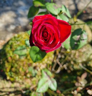 손병만님의 자유주제 · 자유게시판 작성글 사진