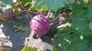 이용일님의 [팜춘문예] 짧은 시 쓰기 · 참여글 작성글 사진
