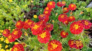 이용일님의 [팜춘문예] 짧은 시 쓰기 · 참여글 작성글 사진