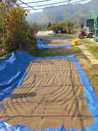 한태훈님의 들깨 · 자유게시판 작성글 사진