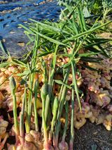 팜모닝 배추·영농일지 게시글 이미지