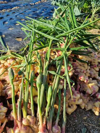 참깨16081님의 배추 · 영농일지 작성글 사진