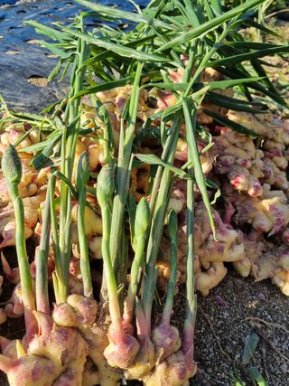 참깨16081님의 배추 · 영농일지 작성글 사진