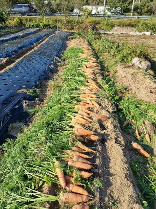 참깨16081님의 배추 · 영농일지 작성글 사진