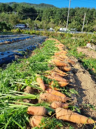 참깨16081님의 배추 · 영농일지 작성글 사진