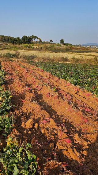 김동수님의 고구마 · 자유게시판 작성글 사진