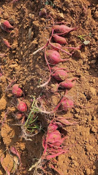 김동수님의 고구마 · 자유게시판 작성글 사진