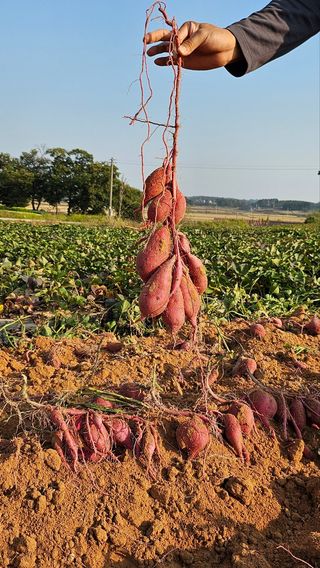 김동수님의 고구마 · 자유게시판 작성글 사진