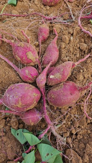 김동수님의 고구마 · 자유게시판 작성글 사진