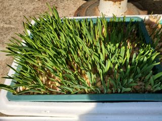 알 수 없음님의 마늘 · 일상 작성글 사진