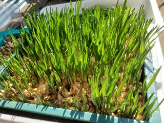 알 수 없음님의 마늘 · 일상 작성글 사진