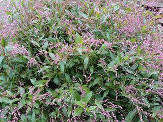 이강재님의 [팜춘문예] 짧은 시 쓰기 · 참여글 작성글 사진