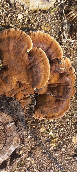 척야산농장(최연봉)님의 자유주제 · 자유게시판 작성글 사진