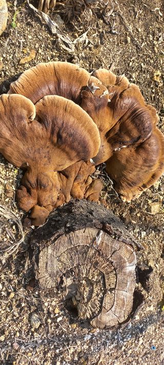 척야산농장(최연봉)님의 자유주제 · 자유게시판 작성글 사진