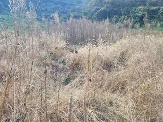 남효제님의 두릅 · 제초 작성글 사진