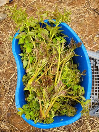 남효제님의 두릅 · 제초 작성글 사진