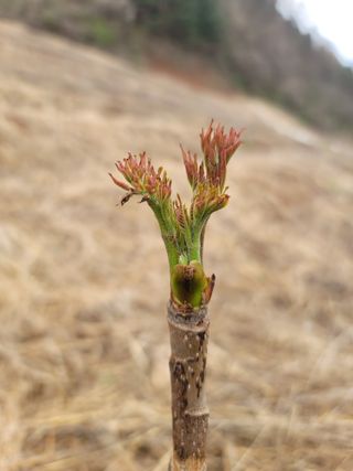 남효제님의 두릅 · 제초 작성글 사진