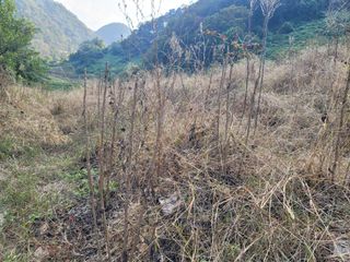 남효제님의 두릅 · 제초 작성글 사진