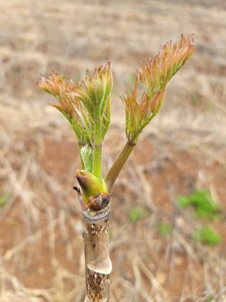 남효제님의 두릅 · 제초 작성글 사진