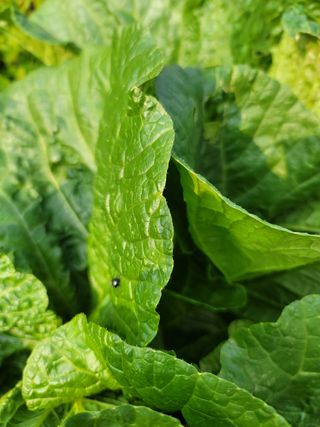 장재농원 최재석님의 벼 · 영농일지 작성글 사진