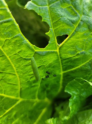 장재농원 최재석님의 벼 · 영농일지 작성글 사진