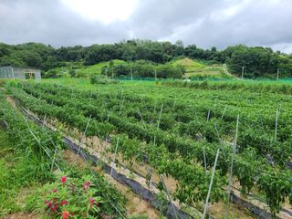 건무님의 [팜춘문예] 짧은 시 쓰기 · 참여글 작성글 사진