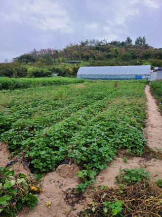 건무님의 [팜춘문예] 짧은 시 쓰기 · 참여글 작성글 사진