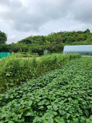 건무님의 [팜춘문예] 짧은 시 쓰기 · 참여글 작성글 사진