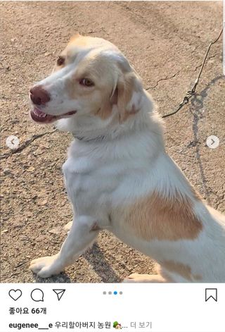 원삼농산물님의 양배추 · 영농일지 작성글 사진