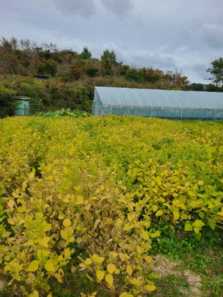 건무님의 [팜춘문예] 짧은 시 쓰기 · 참여글 작성글 사진