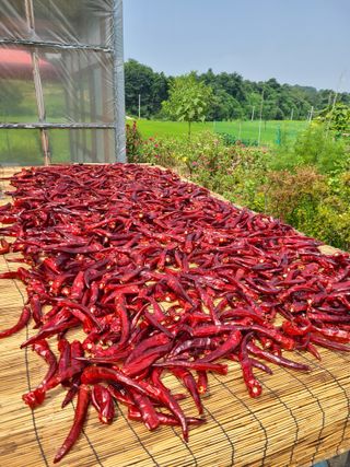 건무님의 [팜춘문예] 짧은 시 쓰기 · 참여글 작성글 사진