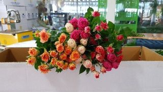 사랑꽃농장님의 [팜춘문예] 짧은 시 쓰기 · 참여글 작성글 사진