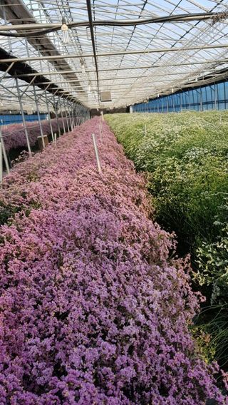 사랑꽃농장님의 [팜춘문예] 짧은 시 쓰기 · 참여글 작성글 사진