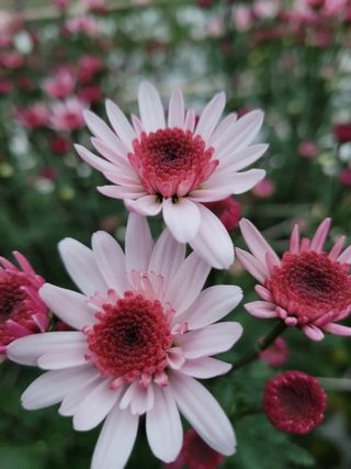 사랑꽃농장님의 [팜춘문예] 짧은 시 쓰기 · 참여글 작성글 사진