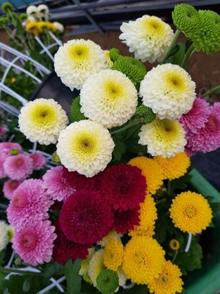 사랑꽃농장님의 [팜춘문예] 짧은 시 쓰기 · 참여글 작성글 사진