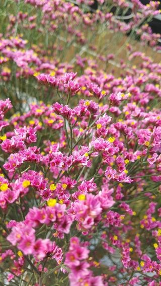 사랑꽃농장님의 [팜춘문예] 짧은 시 쓰기 · 참여글 작성글 사진