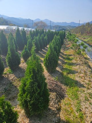 일심묘목농원님의 작성글 사진