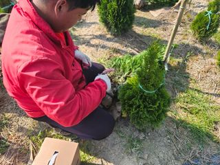 일심묘목농원님의 작성글 사진