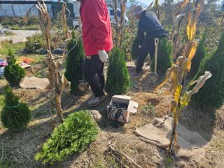 일심묘목농원님의 작성글 사진