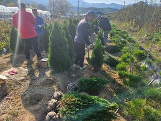 일심묘목농원님의 작성글 사진