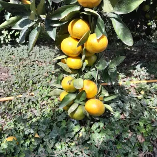 대정골귤꽃농원님의 귤 · 영농일지 작성글 사진