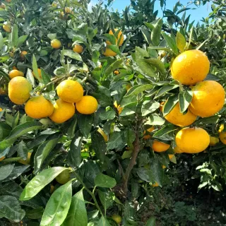 대정골귤꽃농원님의 귤 · 영농일지 작성글 사진