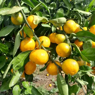 대정골귤꽃농원님의 귤 · 영농일지 작성글 사진